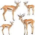 Nature Sprinters Antelope Variety Pack set Royalty Free Stock Photo